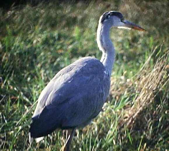  Image name: airone cenerino10.jpg 
 width: 579 pixel 
 height: 516 pixel 
 Size: 37719 bytes 
 Click to enlarge 